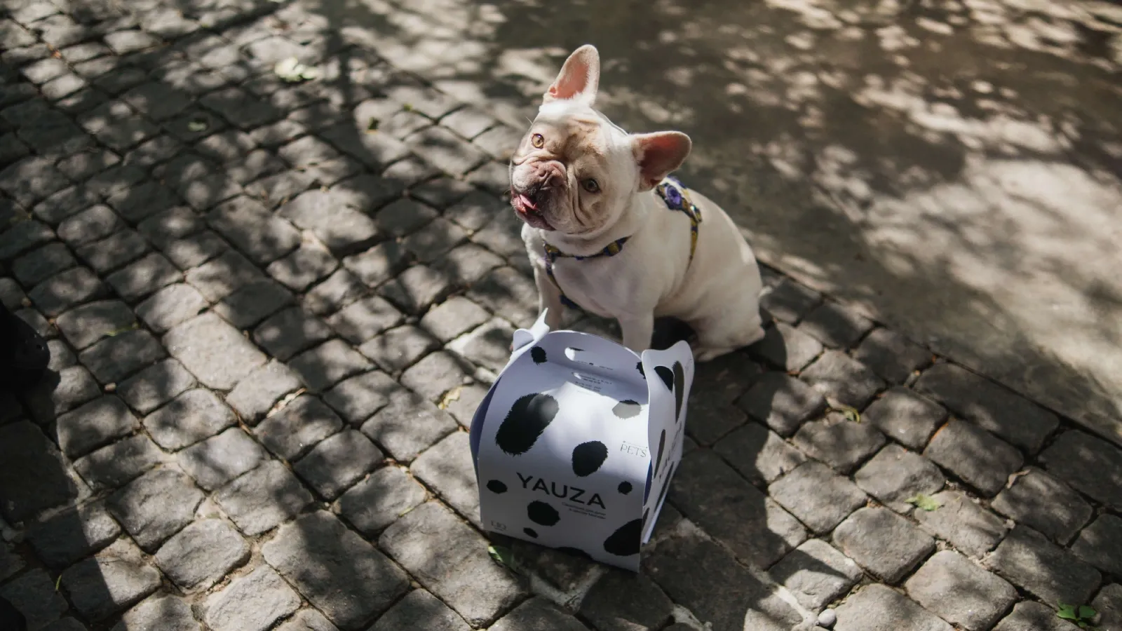 Yauza_dogbox.webp