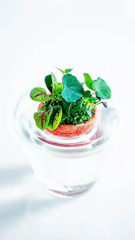 twinsgarden6_ca718a518b.webp
